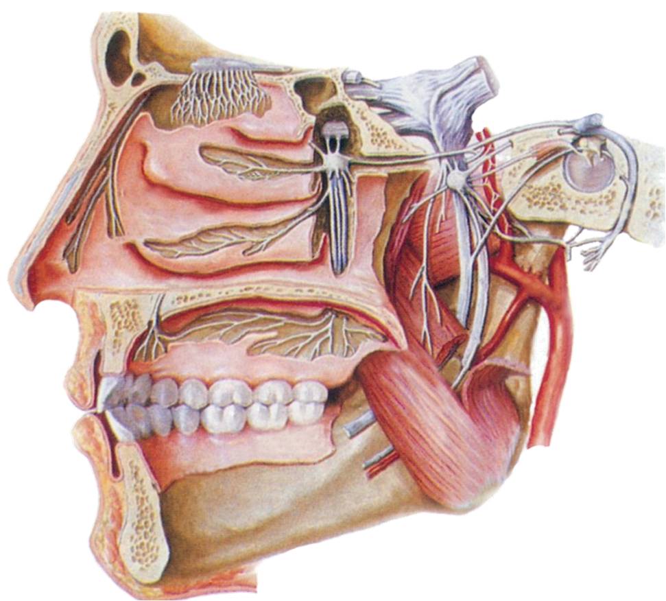 口腔颌面部神经解剖学回顾
